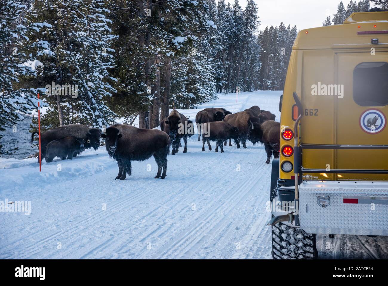Buffalo jam bisons hi-res stock photography and images - Alamy