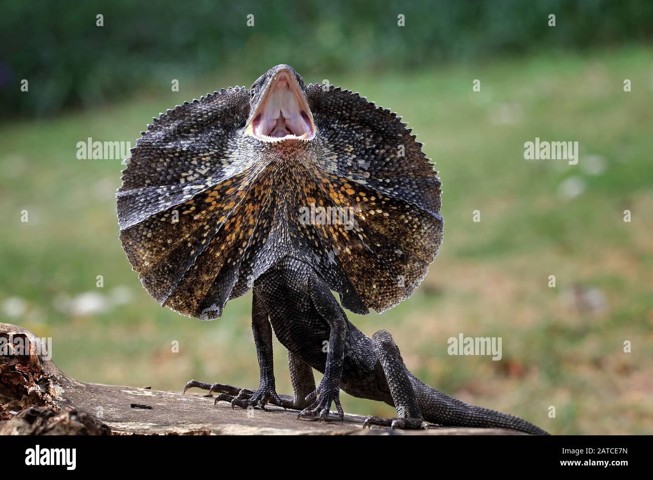 Frill-necked Lizard hissing, Indonesia Stock Photo