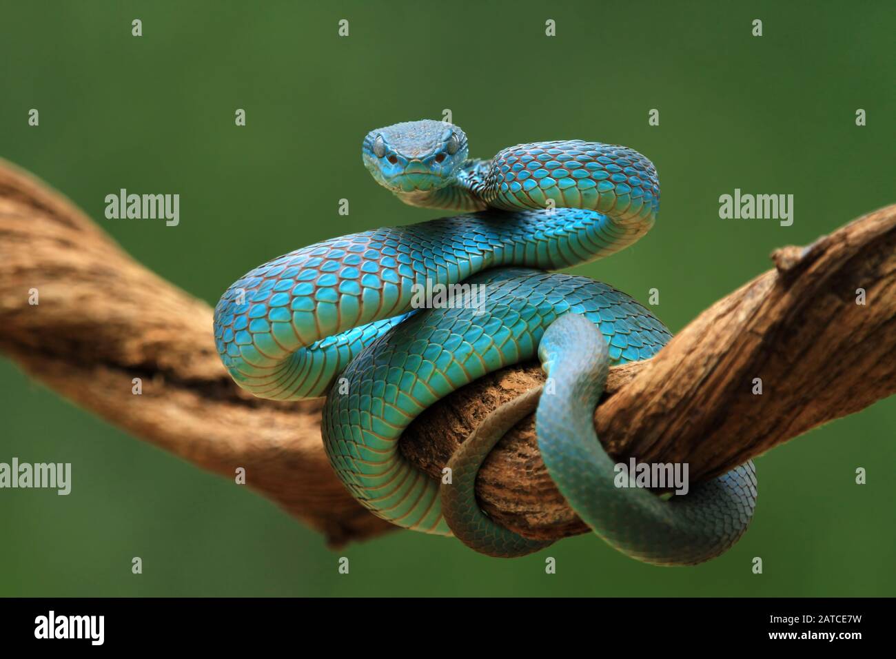 Can Carry a Square Three-in-one Data Cable Blue Pit Viper from Indonesia 