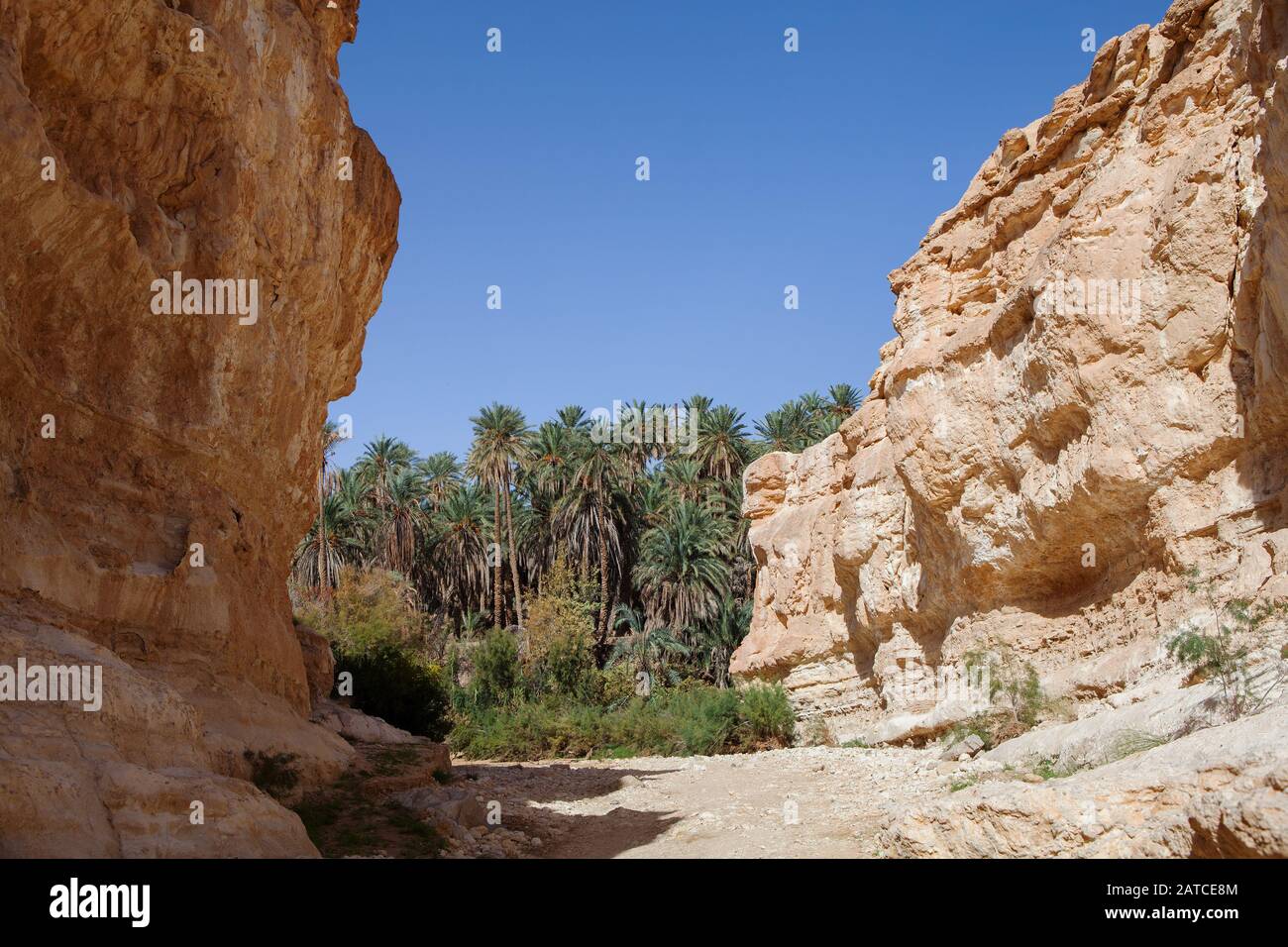 The canyon overlooks the Tamerza oasis with palm trees Stock Photo