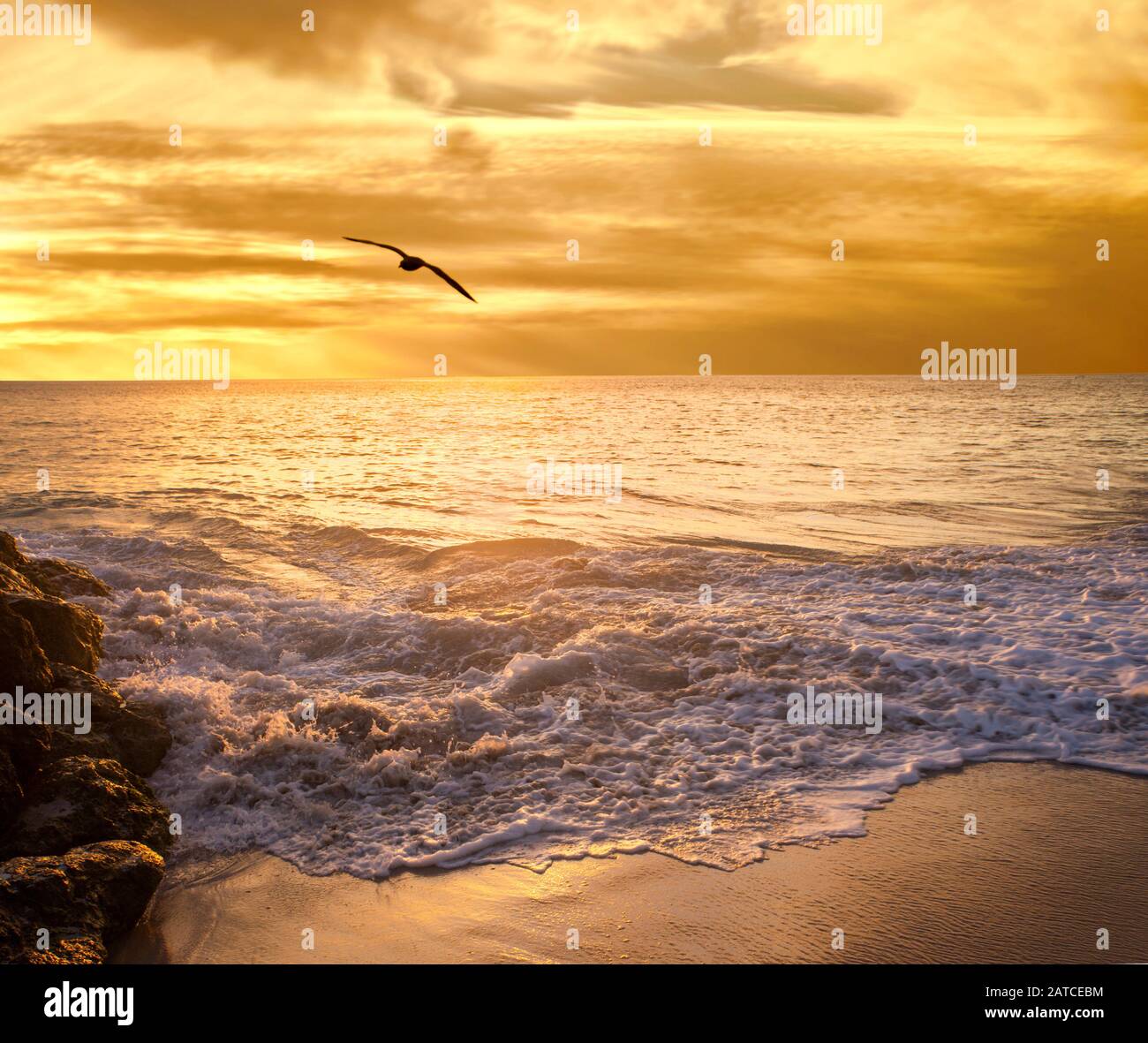Bird flying over beach at sunset, Perth, Western Australia, Australia Stock Photo