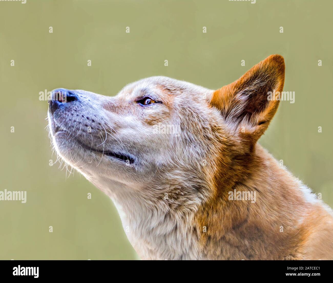 Portrait of an Australian dingo, Australia Stock Photo