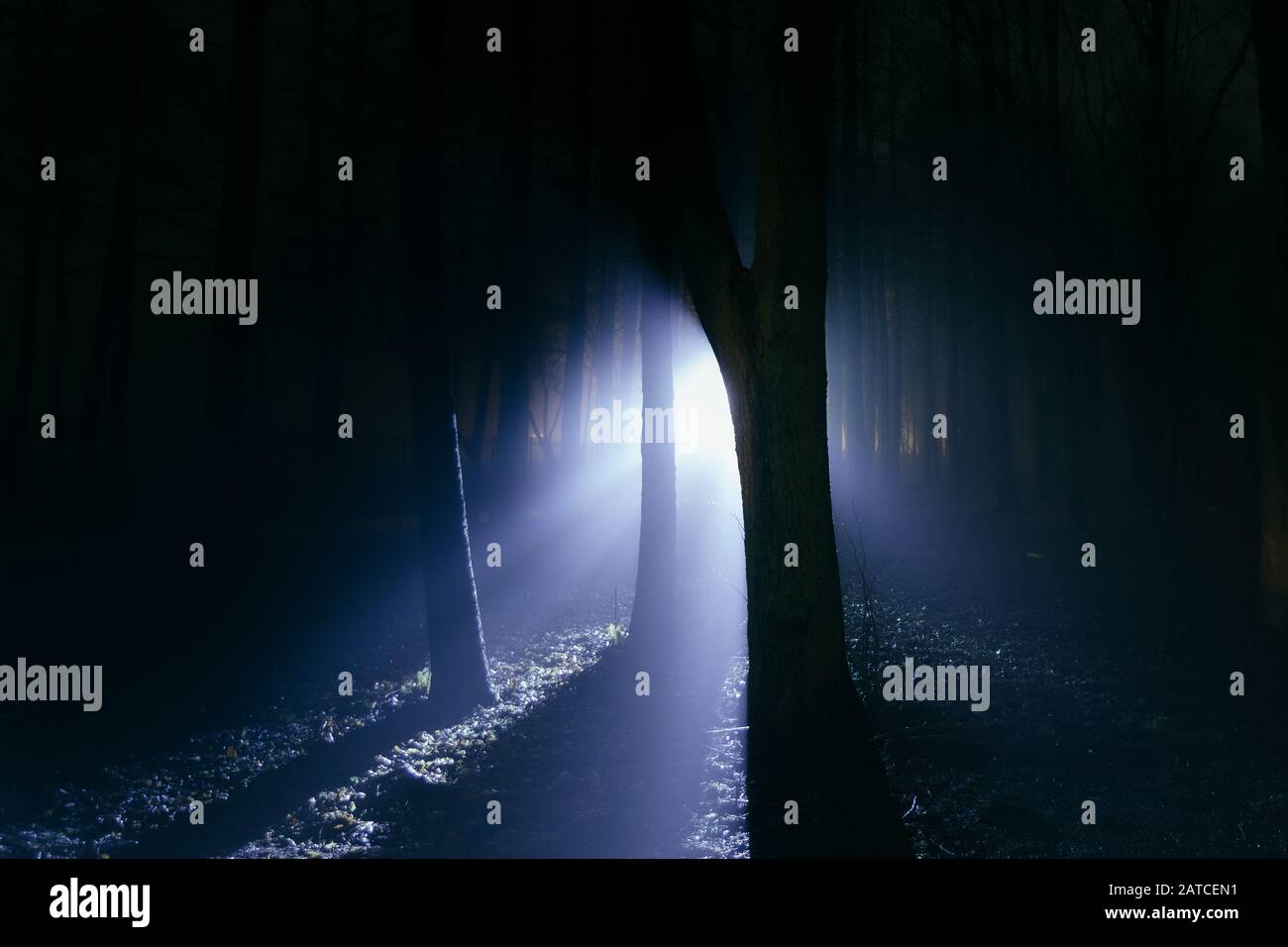 Dark creepy foggy forest hi-res stock photography and images - Alamy