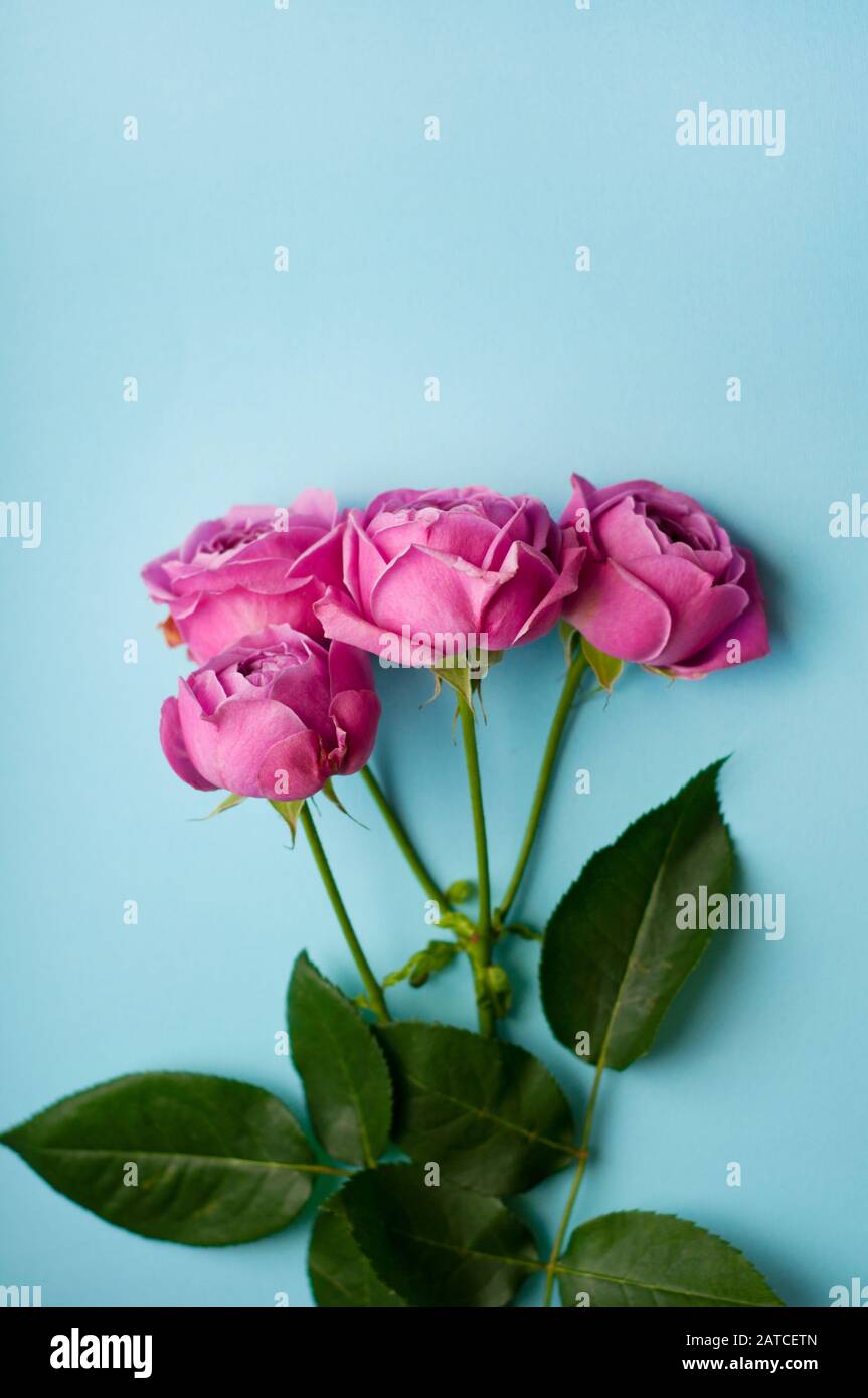 Beautiful pink pion-shaped rose. Bouquet Shrub roses on blue background. Copy space Stock Photo