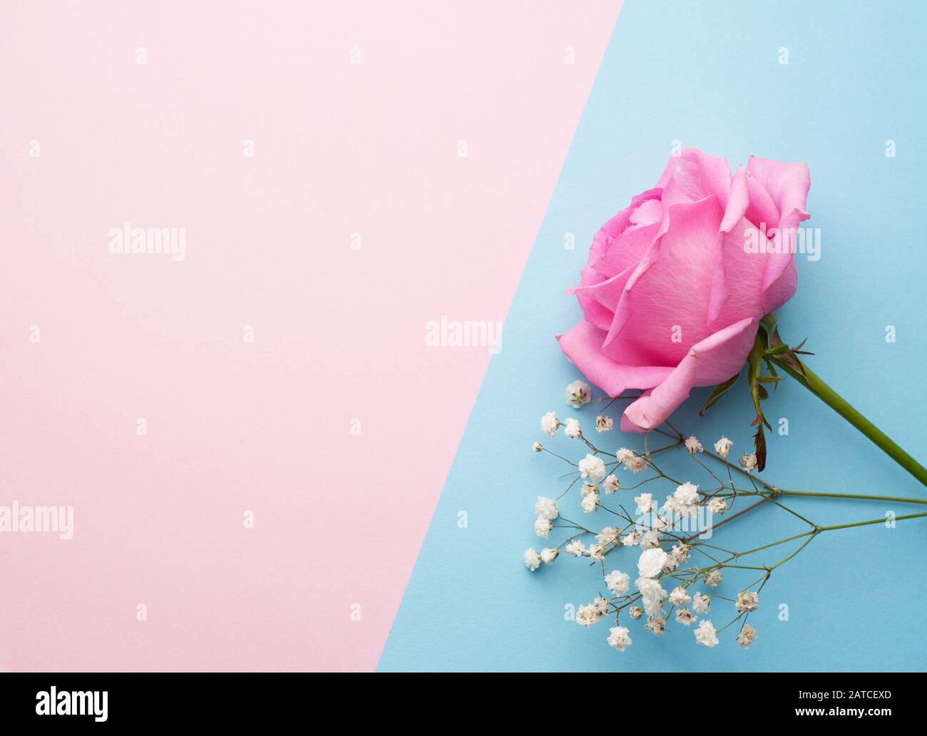 Beautiful pink rose and small white flowers on a pink and blue background. Space for  text Stock Photo