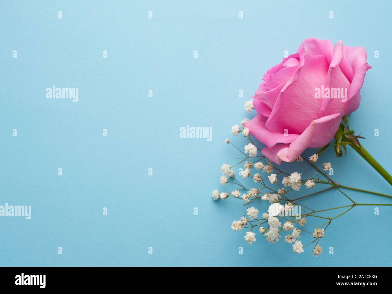 Beautiful pink rose and small white flowers on a blue background. Space for  text Stock Photo
