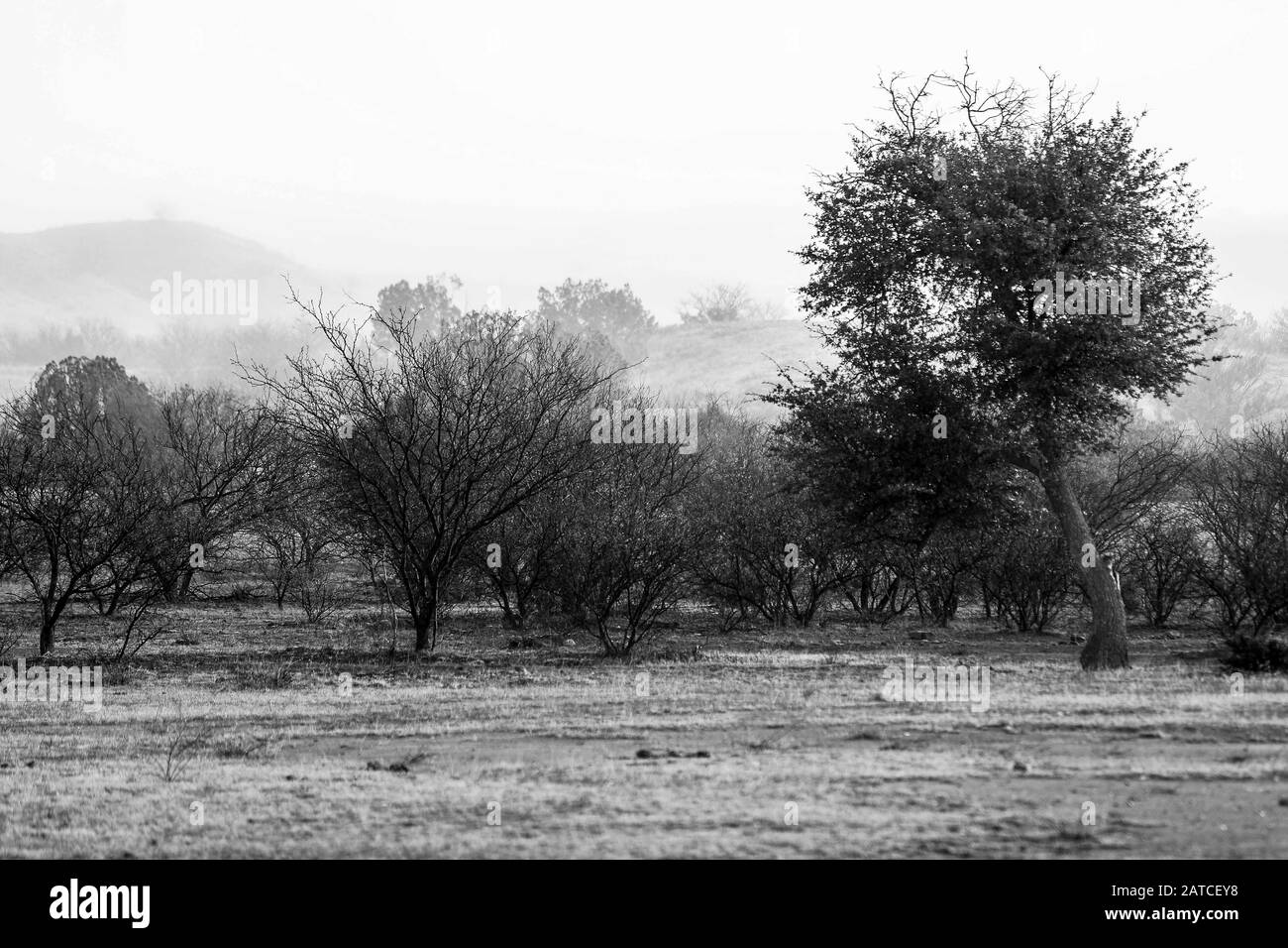 BACOACHI, SONORA. Landscape of a valley and mountains with fog, during a cold winter morning. Ecosystem of pasture and oak forest between Cananea and Bacoachi, Sonora, Mexico.  (Photo: Luis Gutierrez / NortePhoto.com)   BACOACHI, SONORA. Paisaje de un valle y sierra con neblina, durante una fría mañana de invierno. Ecosistema de pastizal y bosque de encinos entre Cananea y Bacoachi, Sonora, Mexico.  (Photo: Luis Gutierrez /NortePhoto.com) Stock Photo