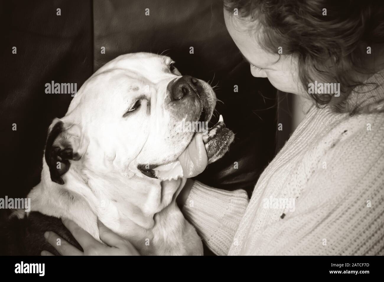 Girl holding Old English Bulldog, bulldog seems in love with the young woman. Stock Photo