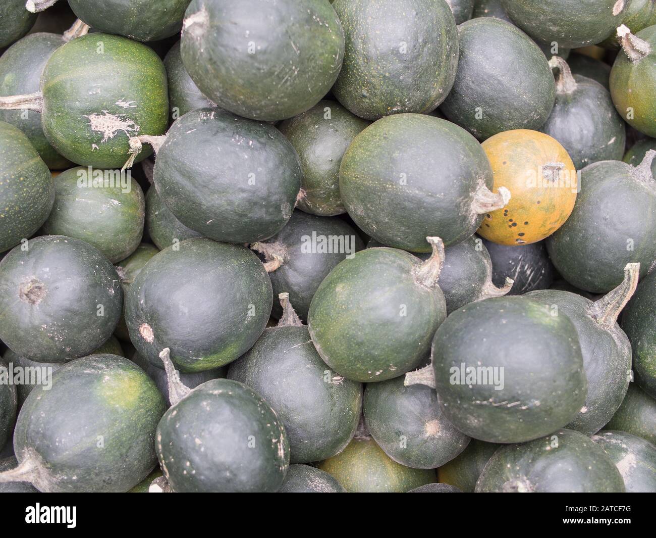 Harvest Heap of Gem Squash, African Smaragd, Cucurbita pepo Stock