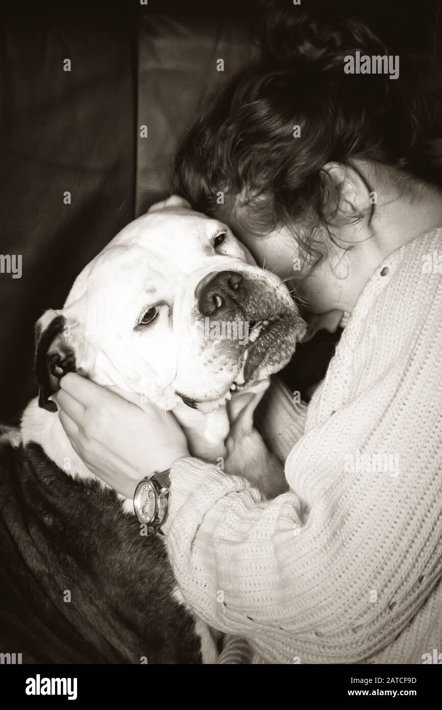 Girl holding Old English Bulldog, bulldog seems in love with the young woman. Stock Photo