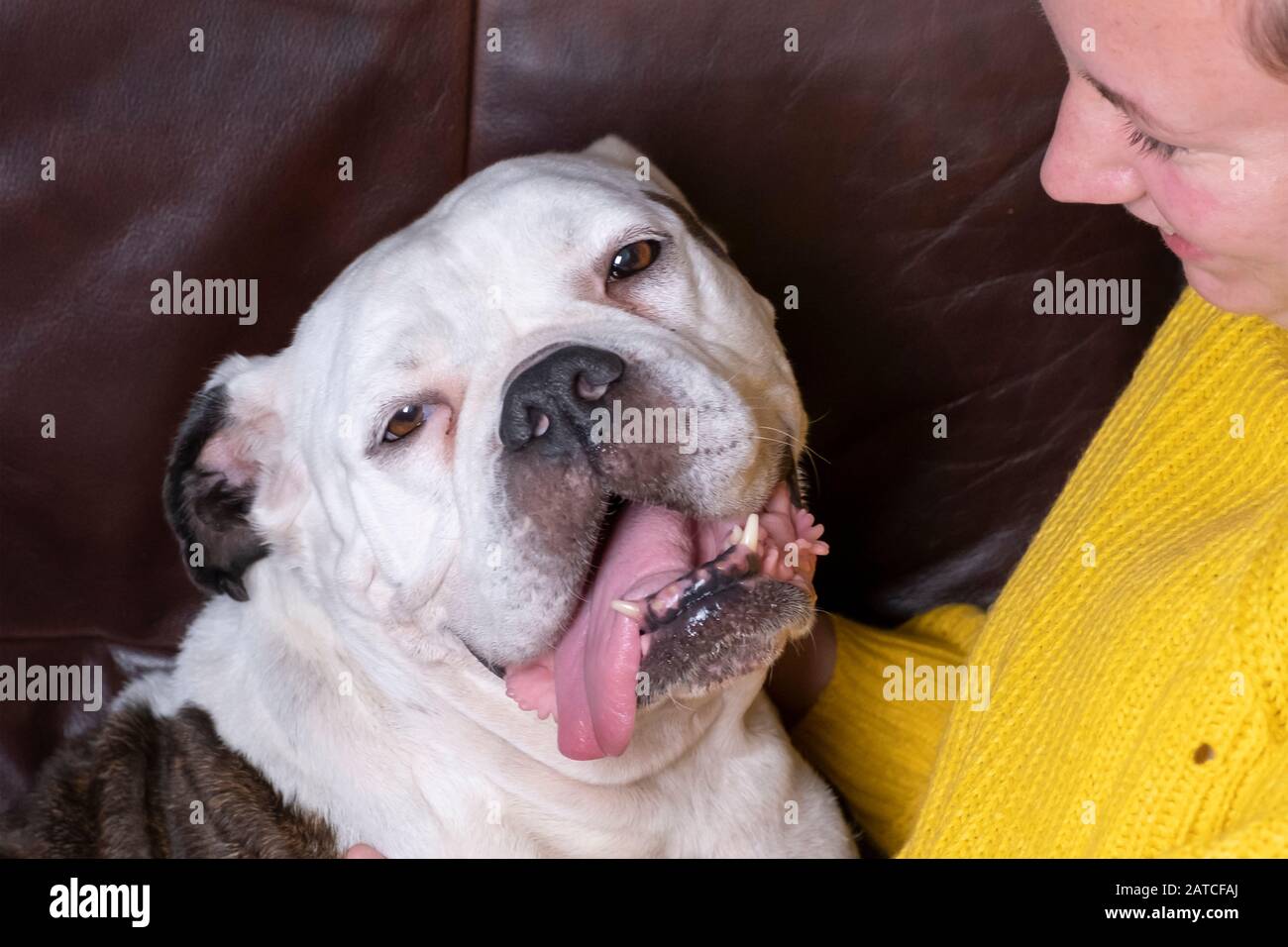 Girl holding Old English Bulldog, bulldog seems in love with the young woman. Stock Photo