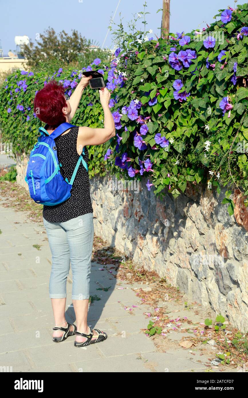 Touristin fotografiert Purpur-Prunkwinde - Hecke  (Ipomoea purpurea) , Kyrenia, Türkische Republik Nordzypern Stock Photo