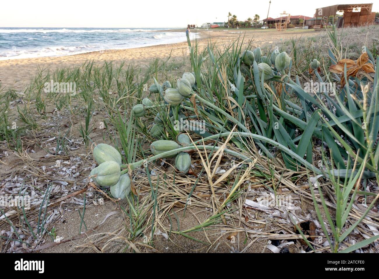 Dünen-Trichternarzisse (Pancratium maritimum), auch Strandlilie  - Samenstand, Famagusta, Türkische Republik Nordzypern Stock Photo