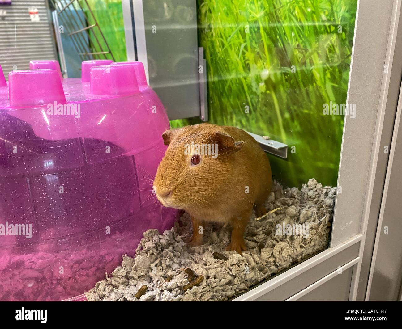 Orlando FL USA 1 28 20 An orange guinea pig in an aquarium for
