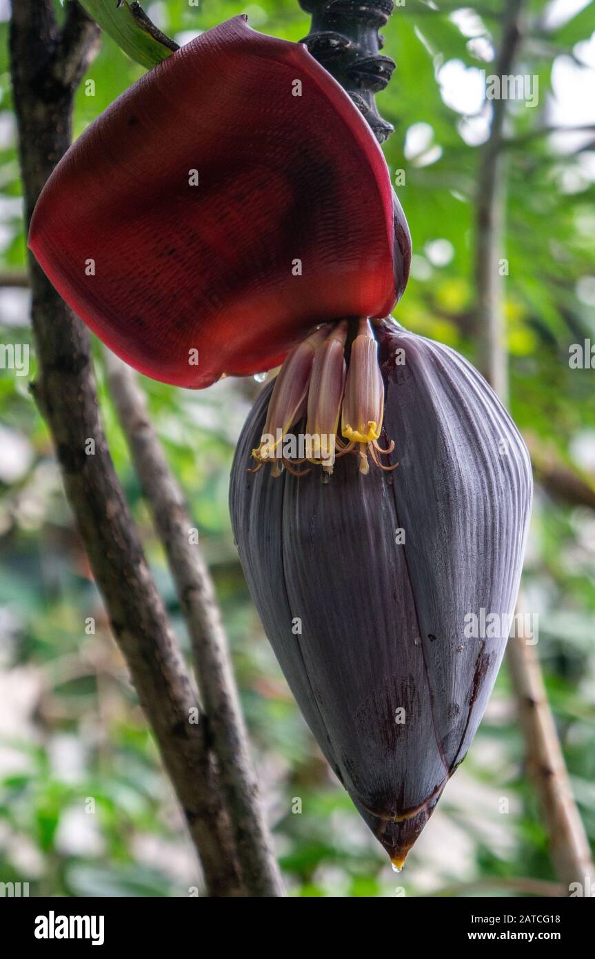 Macro close-up of whole flower inflorescence of Musa acuminata plantain banana tree black pod. Deep red large leaf and small flowers Stock Photo