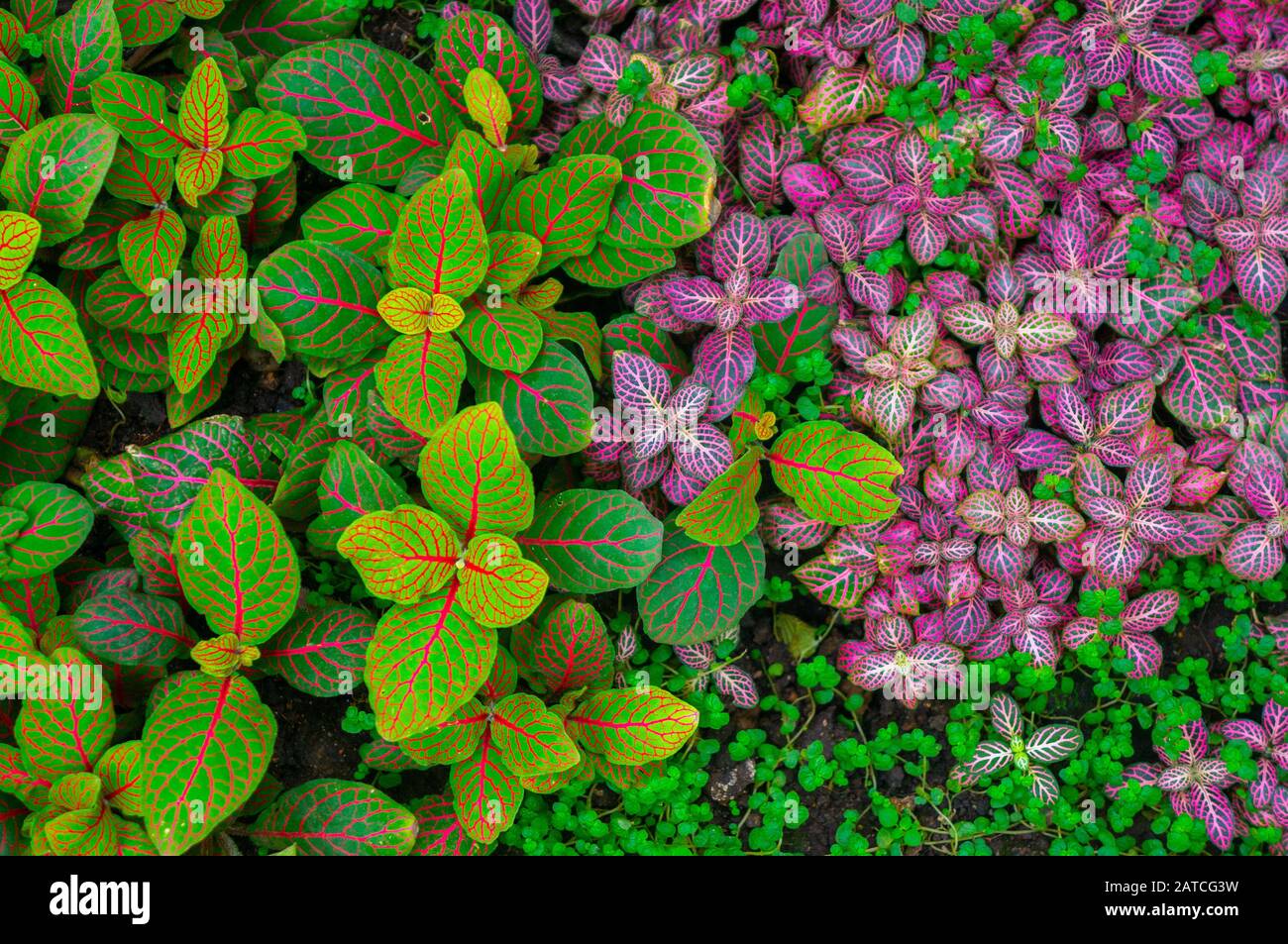Vibrant green and pink angel nerve plant growing thick over the ground. Bright pink leaf veins in shot in daylight at Charles University, Prague Stock Photo