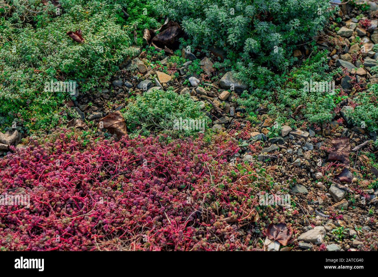 Nature backdrop of small red vibrant succulents and bright green moss growing over gravel. Summer seasonal theme and warm colours in sunlight Stock Photo