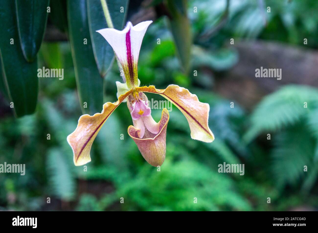 Macro photo of single Venus slipper yellow and pink orchid with a cool toned jungle background. Shot in daylight at a botanical gardens Stock Photo