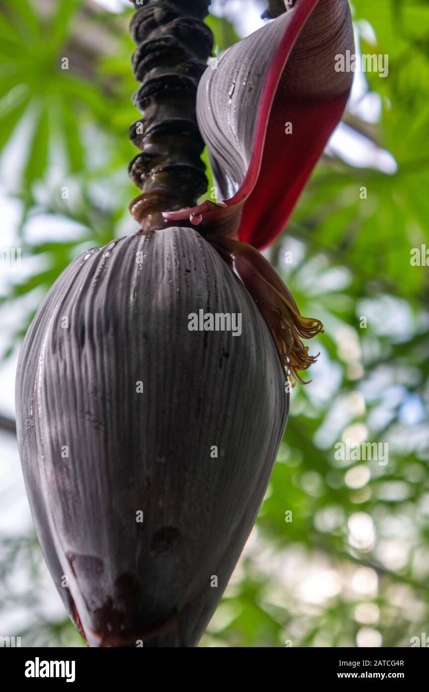 Close up of Musa acuminata plantain banana tree black pod from the side with branch. Bright sunlight in the background shot in botanical gardens Stock Photo