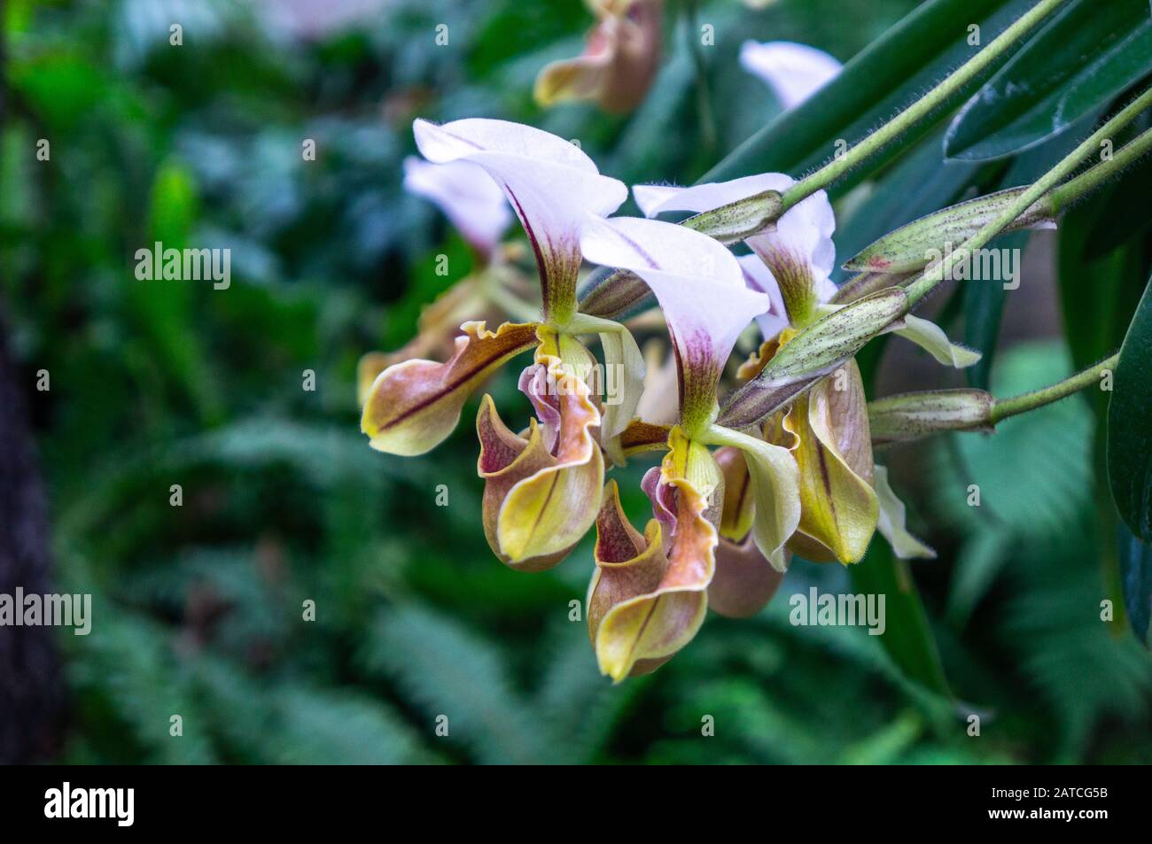 Close up of group of yellow and purple Venus slipper orchids in macro. Cool green blurred tropical background shot in natural light Stock Photo