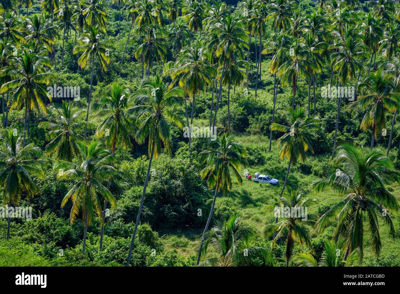 View of coconut palm tree grove from La Contaduria, San Blas, Riviera Nayarit, Mexico. Stock Photo