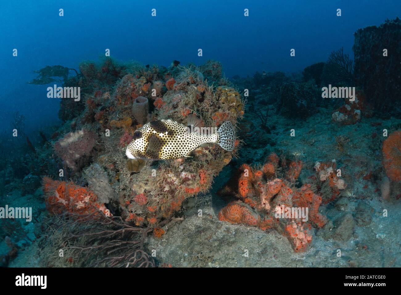 Spotted Trunkfish Stock Photo