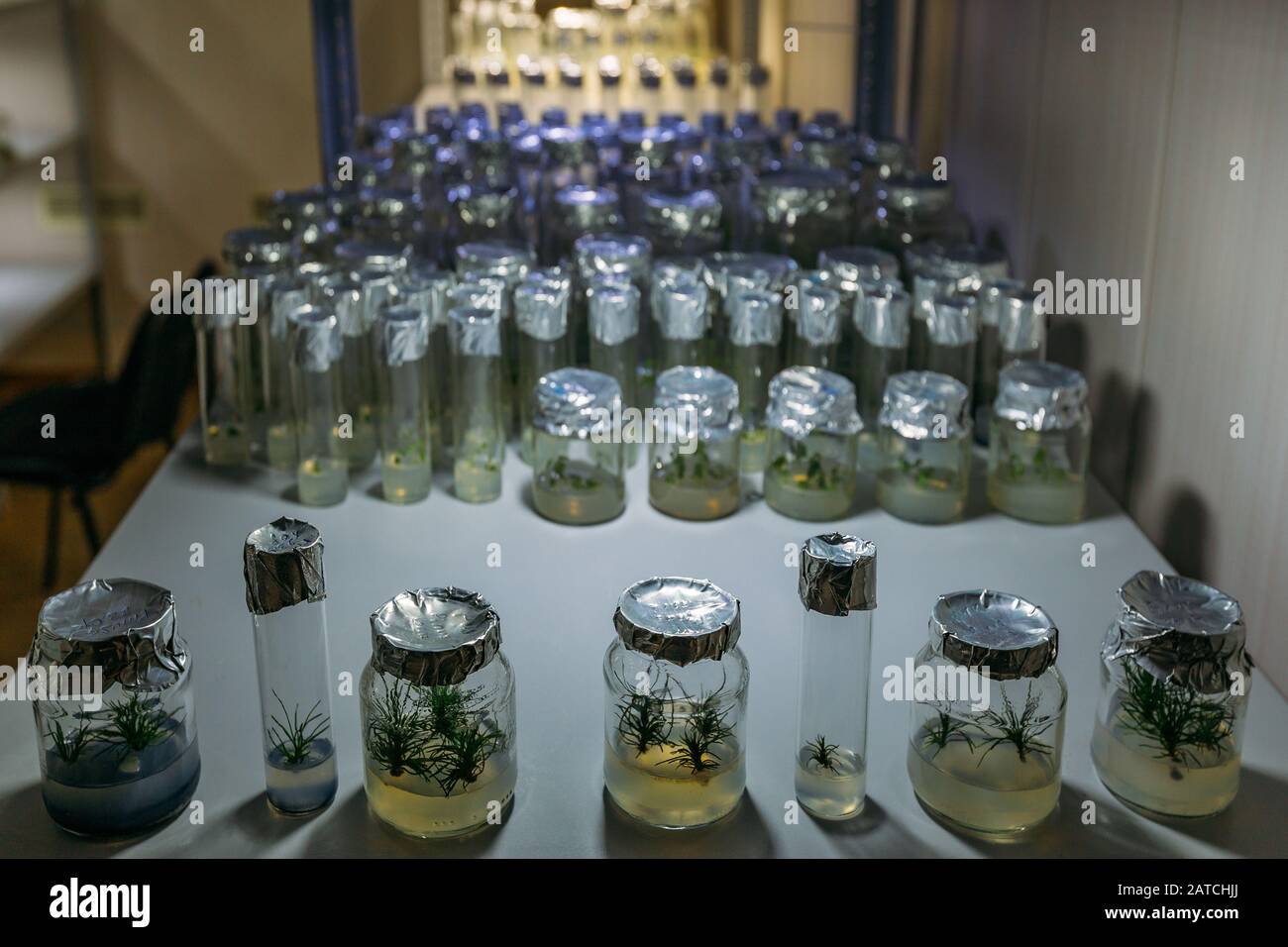 Cloned micro plants in test tubes with nutrient medium. Micropropagation technology in vitro Stock Photo