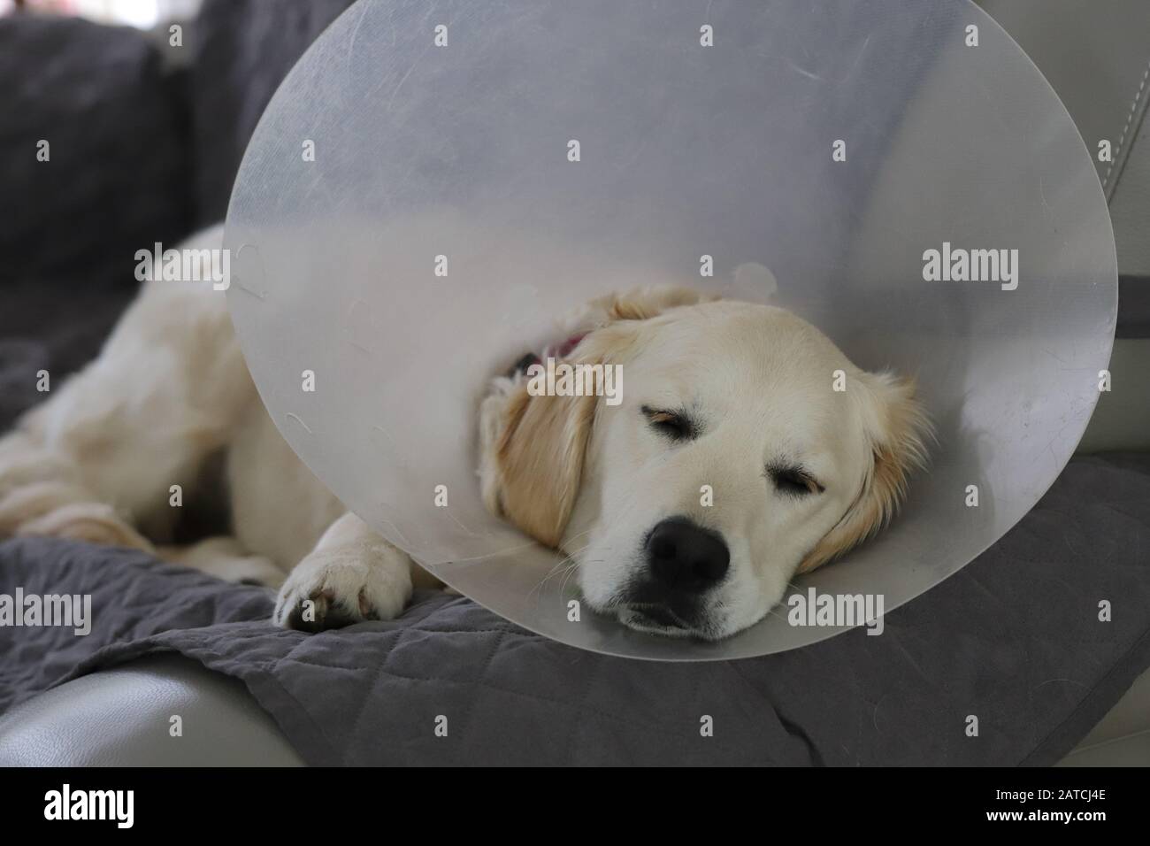 Golden Retriever puppy wearing an Elizabethan collar collar to prevent