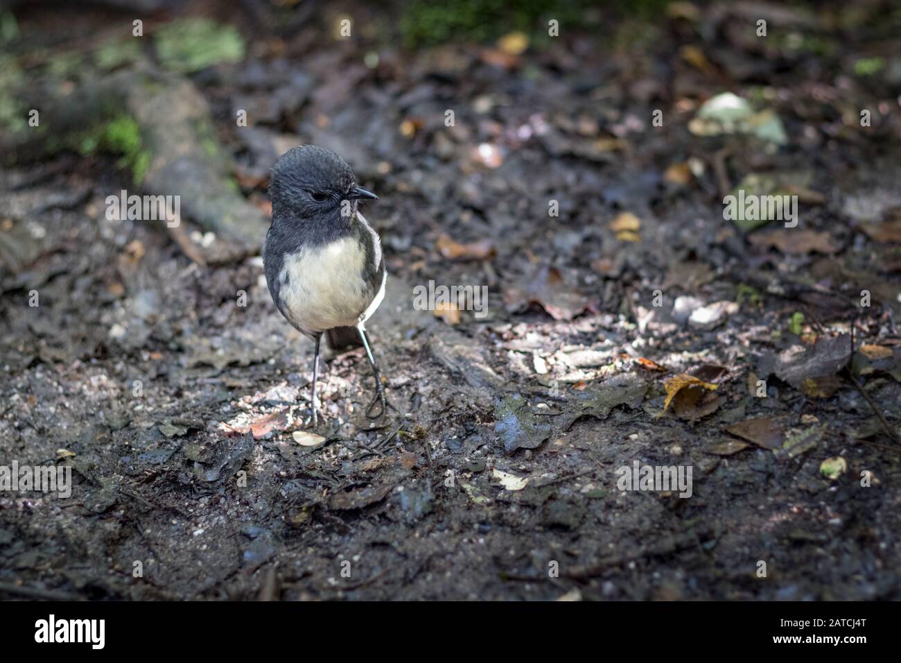 Closeup of cute South Island Robin bird (Petroica Australis) in a forest on the West Coast, New Zealand Stock Photo