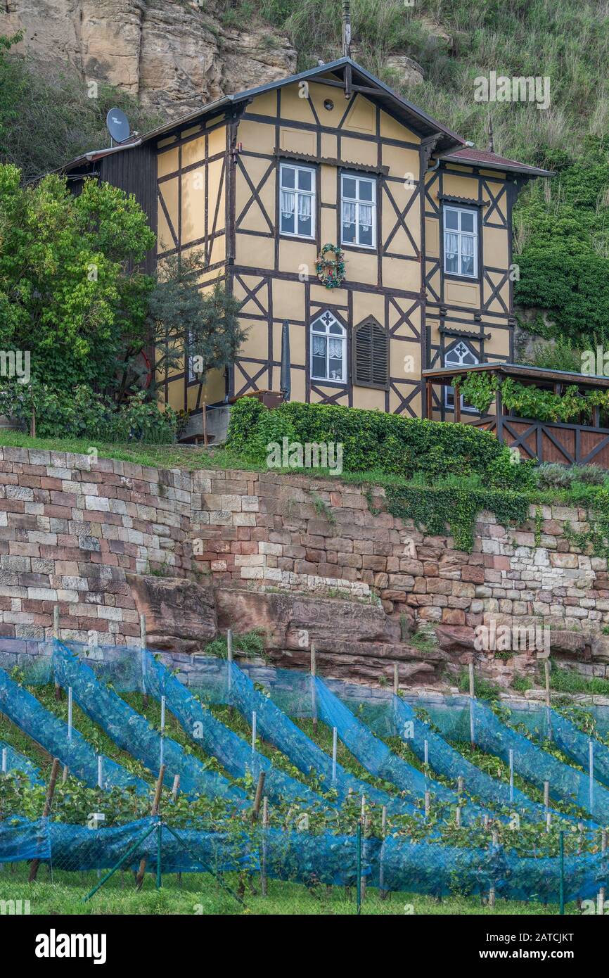 vineyards at Freyburg an der Unstrut, Saxony-Anhalt, Germany Stock Photo