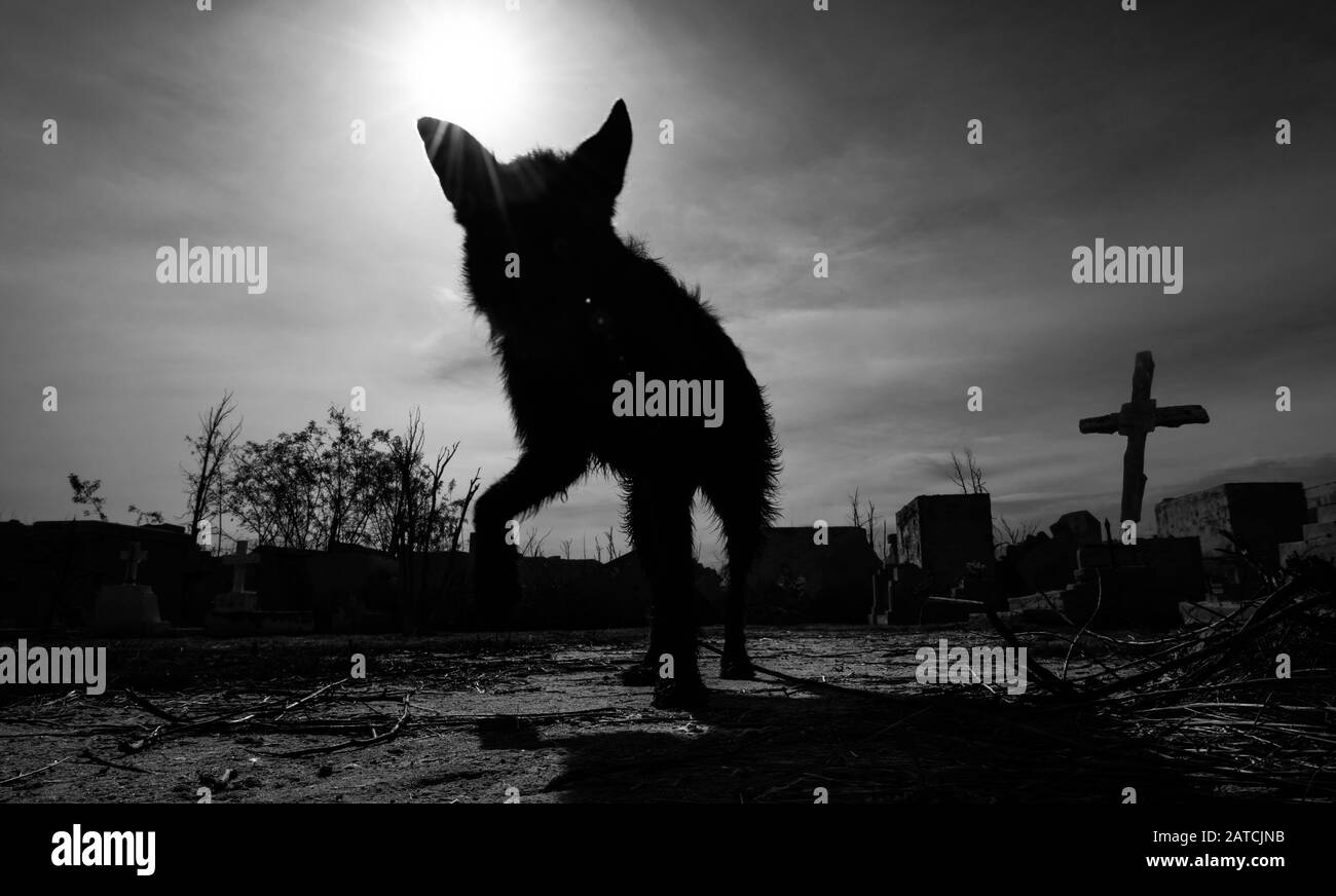 A silhouette of an animal in a scary cemetery. It look like a wolf. Stock Photo