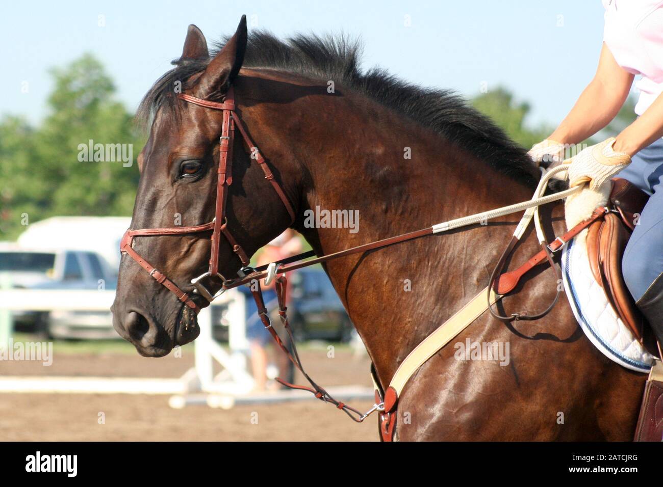 Beautiful English hunter horses at a horse show Stock Photo Alamy