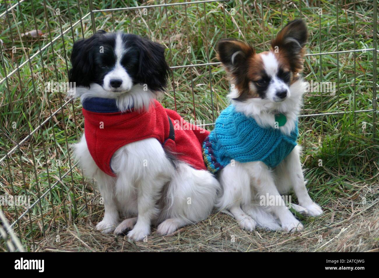 Two Papillons wearing sweaters Stock Photo