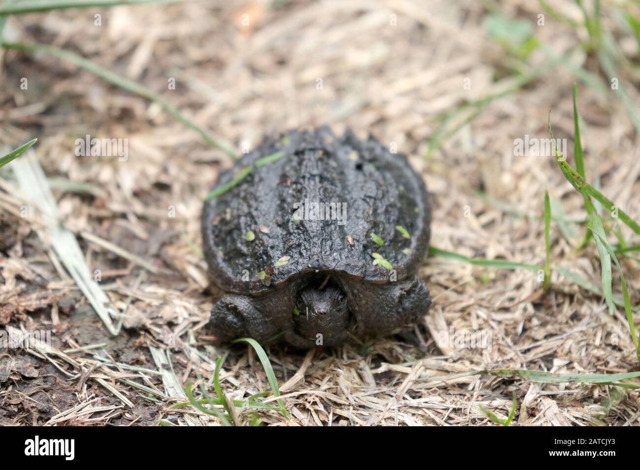 Baby Snapping Turtle Stock Photo - Alamy