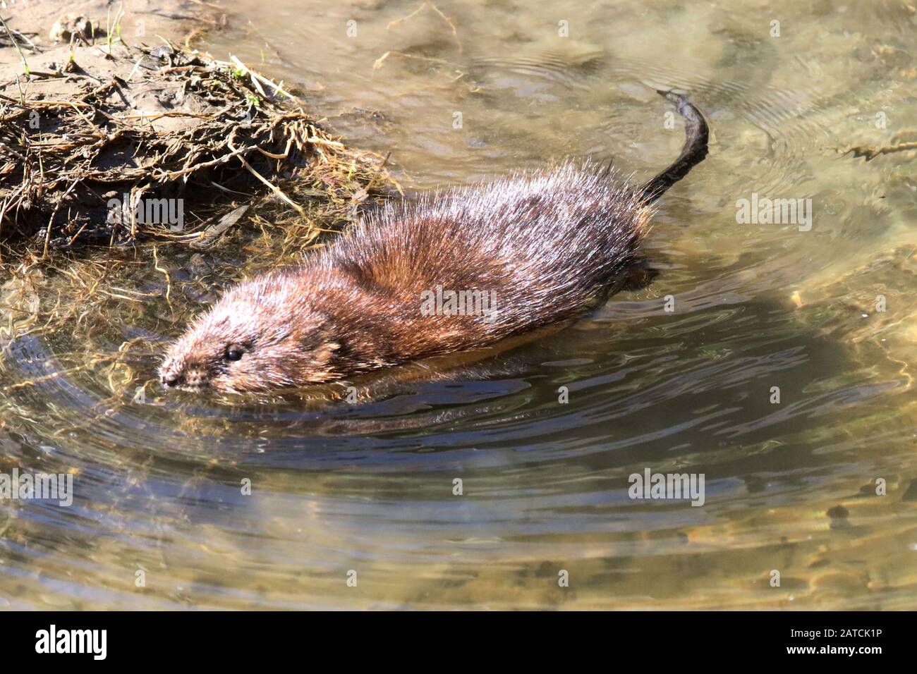 Water Rat Stock Photos & Water Rat Stock Images Alamy