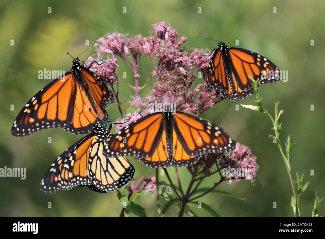 Four monarchs on a milkweed plant Stock Photo
