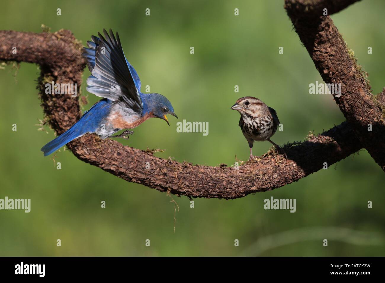 Male and female bluebirds hi-res stock photography and images - Alamy