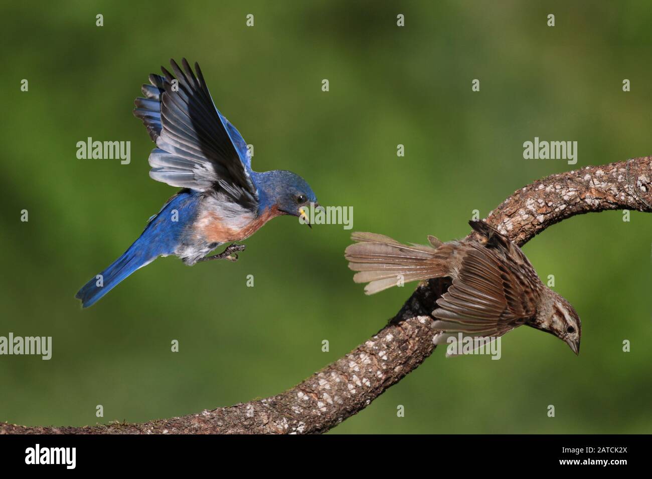 Male and female bluebirds hi-res stock photography and images - Alamy