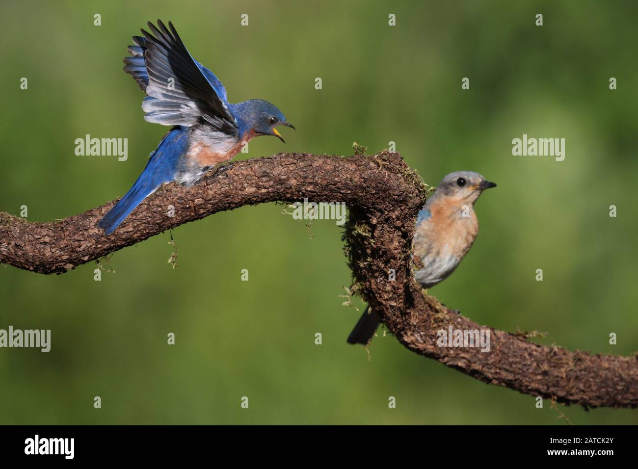 Male and female bluebirds hi-res stock photography and images - Alamy