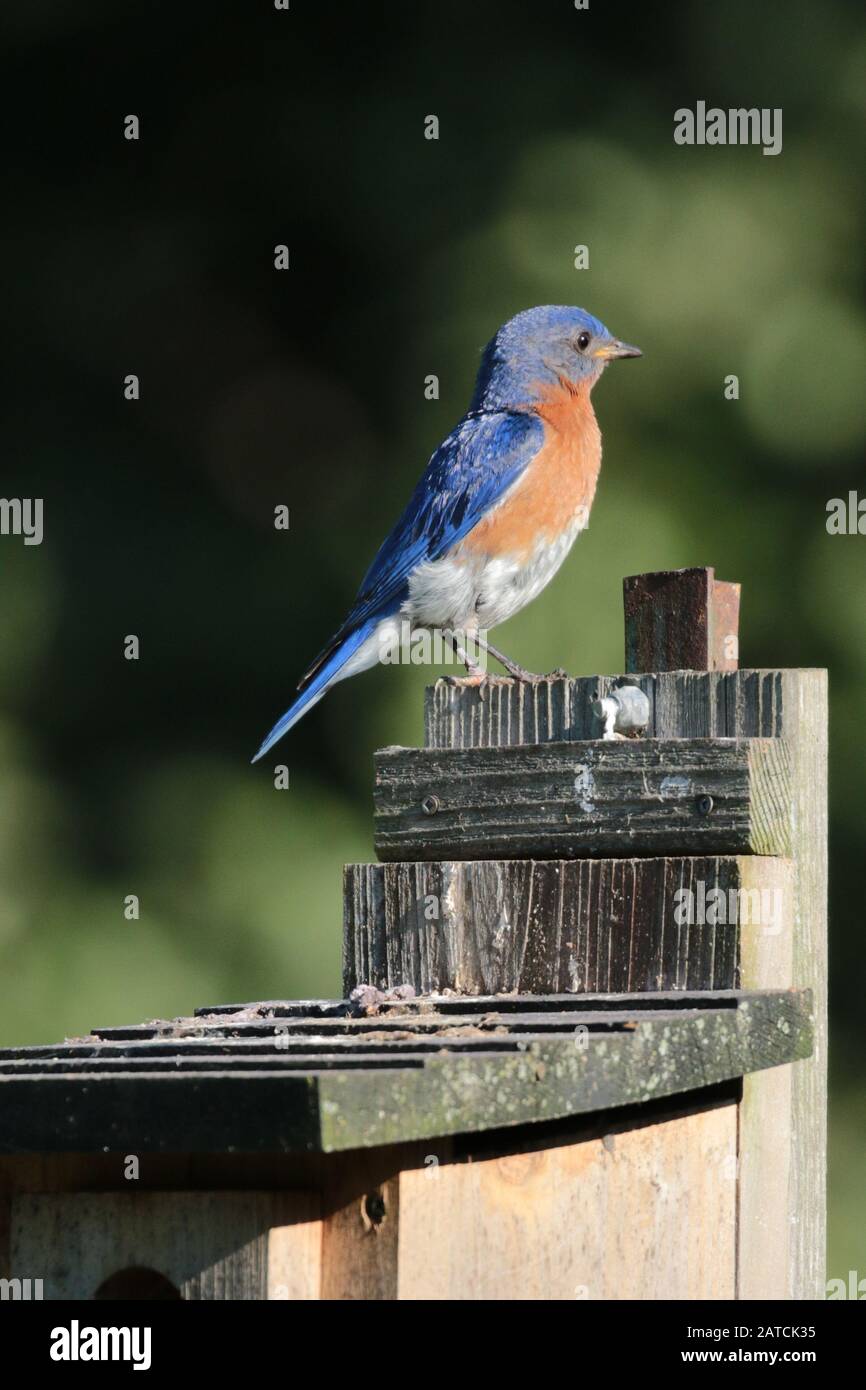 Bluebirds Male and Female in forest habitat Stock Photo - Alamy