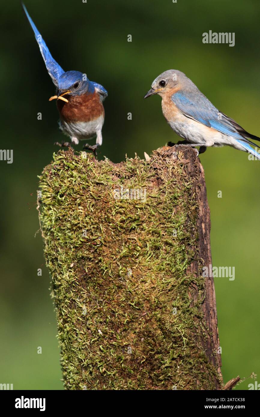Bluebirds Male and Female in forest habitat Stock Photo - Alamy