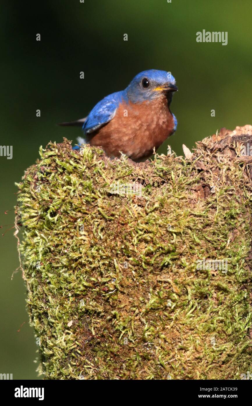 Bluebirds Male and Female in forest habitat Stock Photo - Alamy