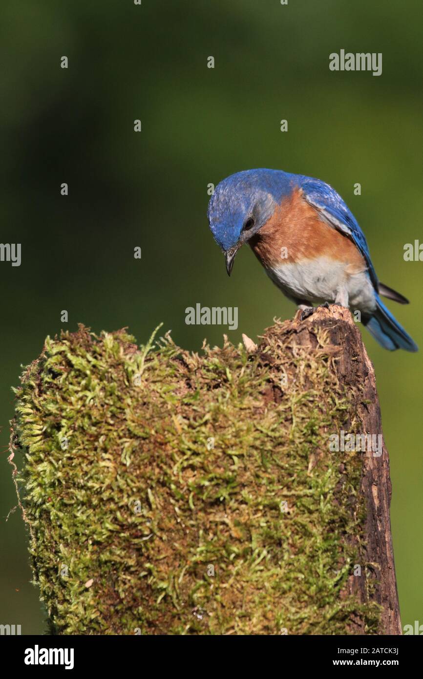 Bluebirds Male and Female in forest habitat Stock Photo - Alamy