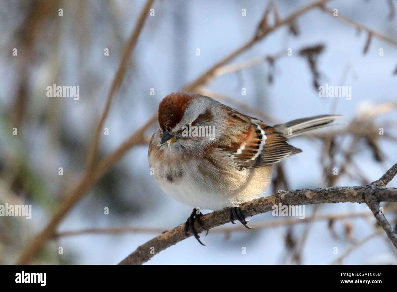 Species Song Sparrow High Resolution Stock Photography And Images Alamy