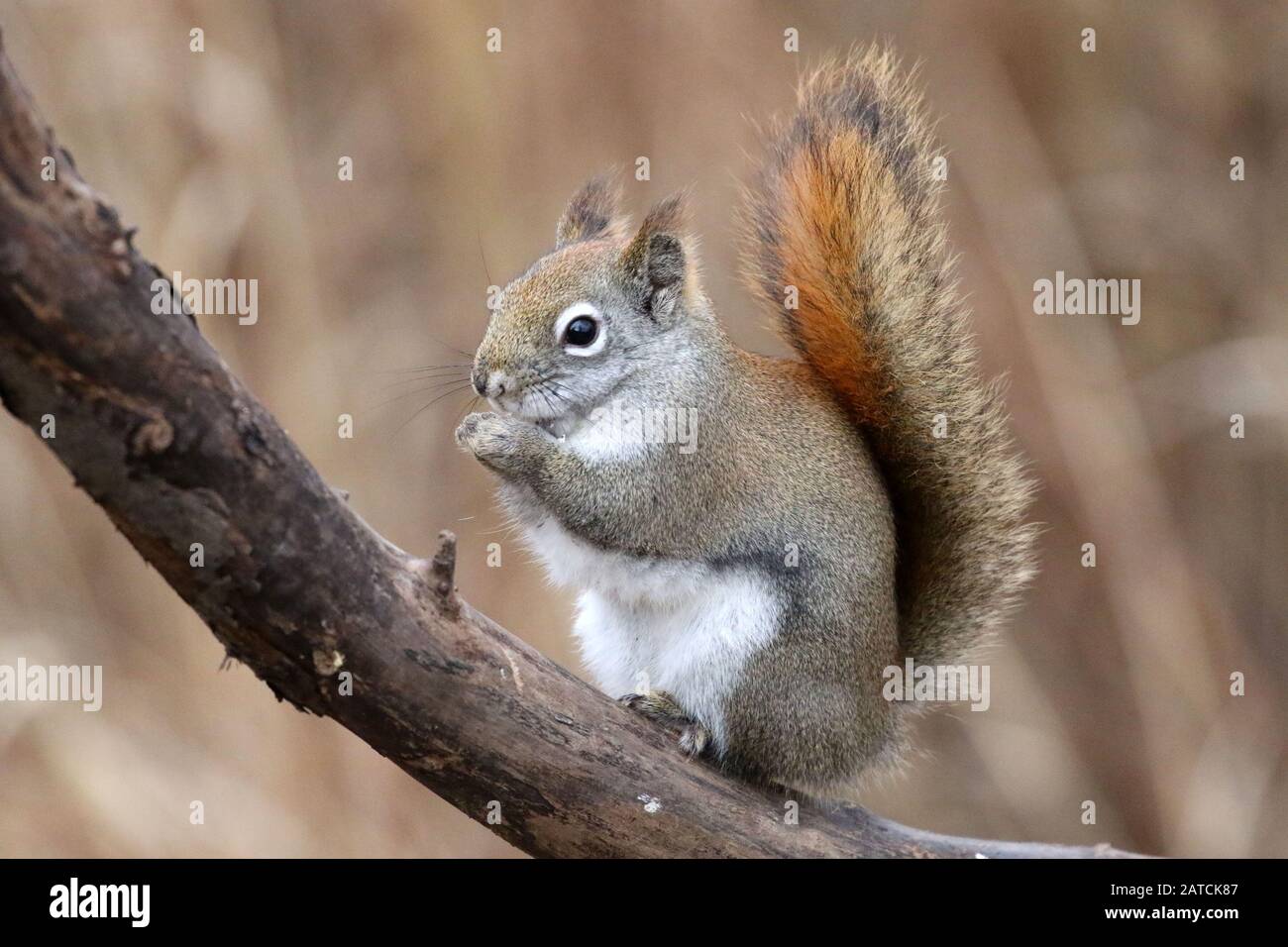Grey squirrel feeding bark hires stock photography and images Alamy