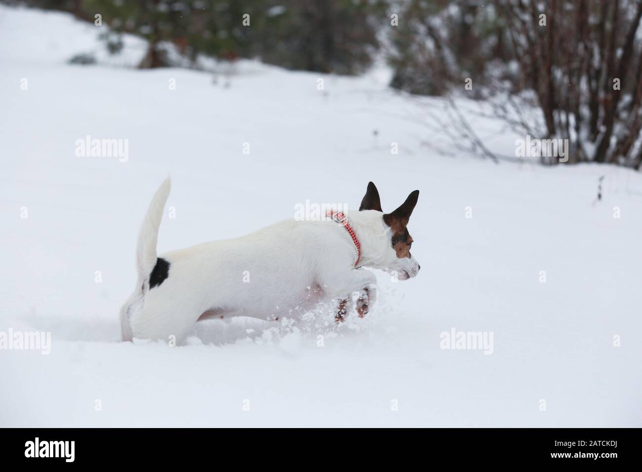Jack Russell Terrier dog running through deep snow Stock Photo