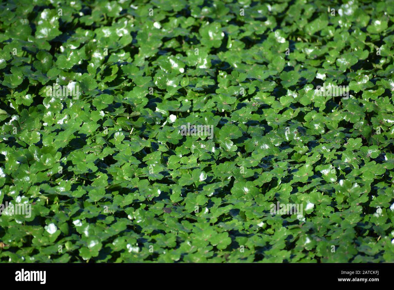 n unbroken green layer of floating pennywort (Hydrocotyle ranunculoides), a green water plant, on the surface of a small pool near Watsonville Slough, Stock Photo