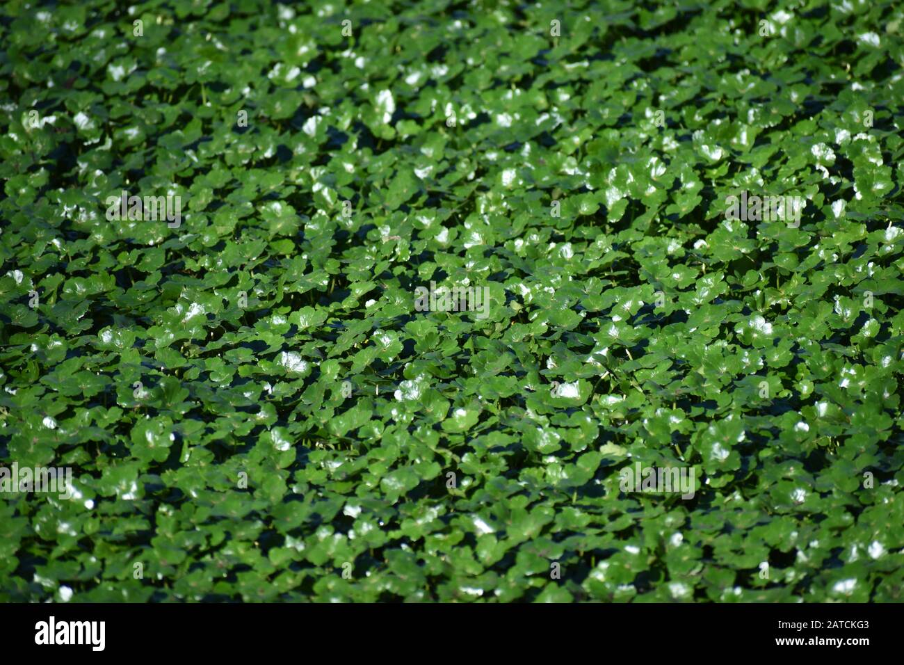 n unbroken green layer of floating pennywort (Hydrocotyle ranunculoides), a green water plant, on the surface of a small pool near Watsonville Slough, Stock Photo
