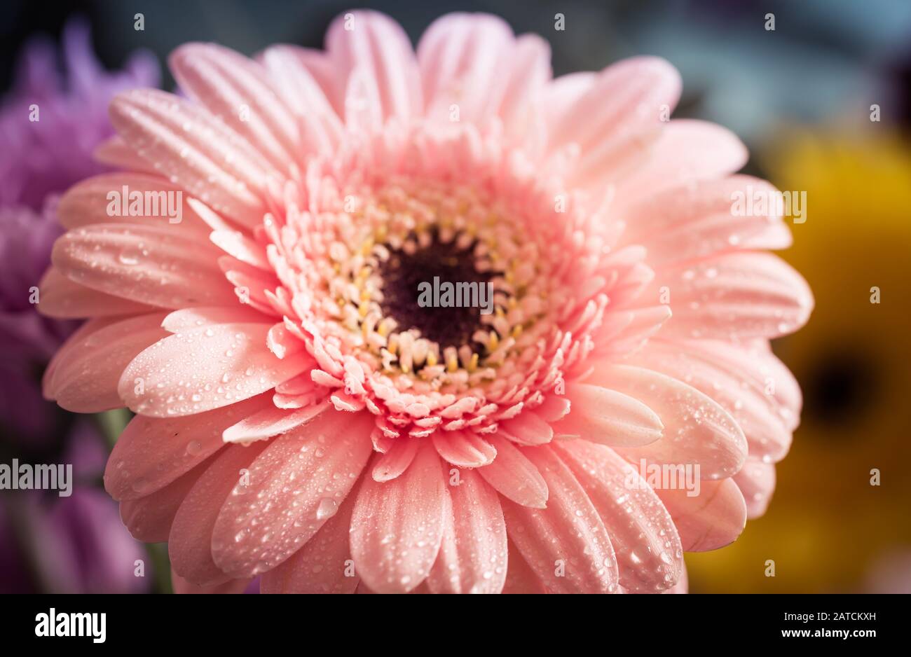 macro photo on pink Gerbera flower petals covered by water drops. Stock Photo
