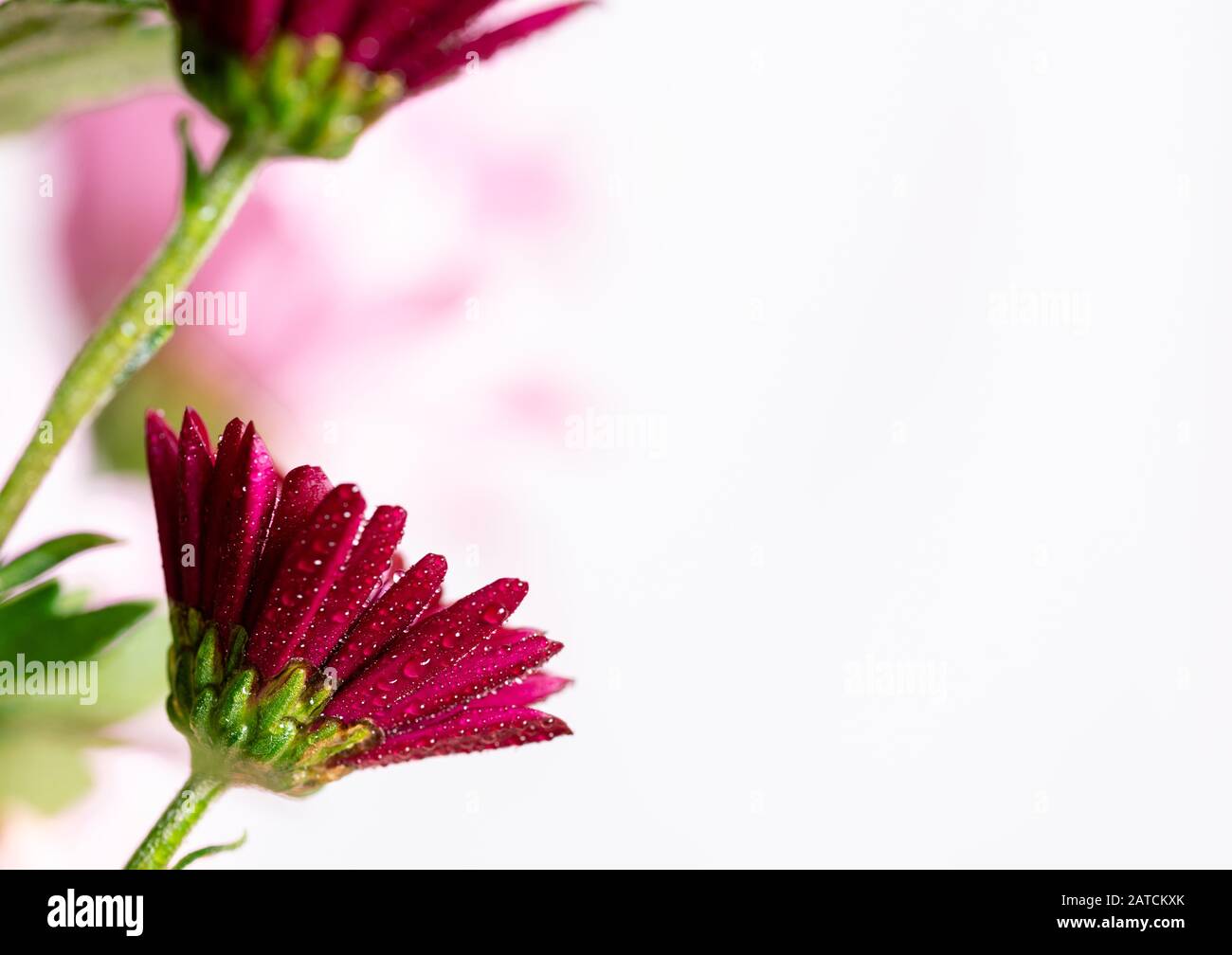 macro photo of pinks and magenta flowers and petals covered by water drops. Stock Photo